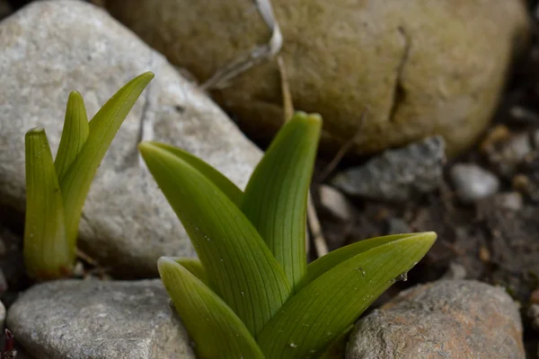 Common Yellow Day-lily benefits