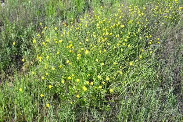 Corn Buttercup benefits