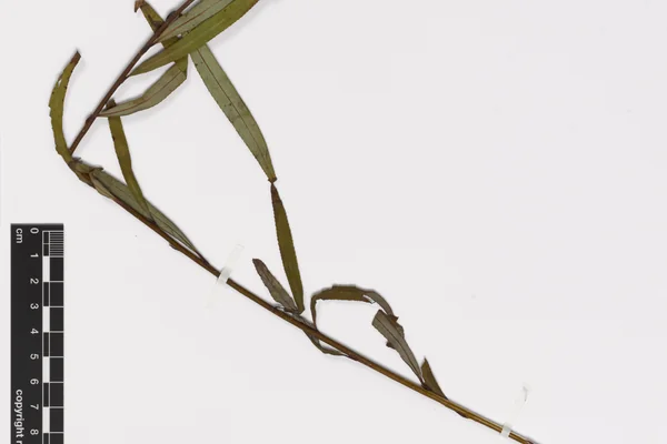 Crack Willow benefits