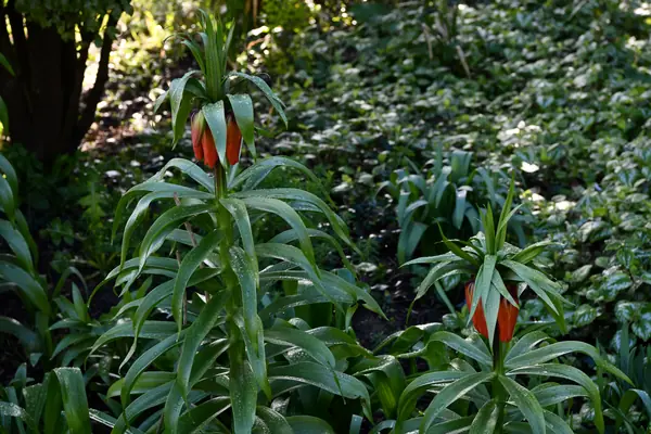 Crown Imperial benefits