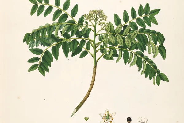 Curry Leaves benefits