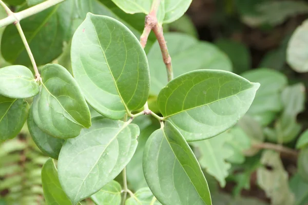 Danshir benefits