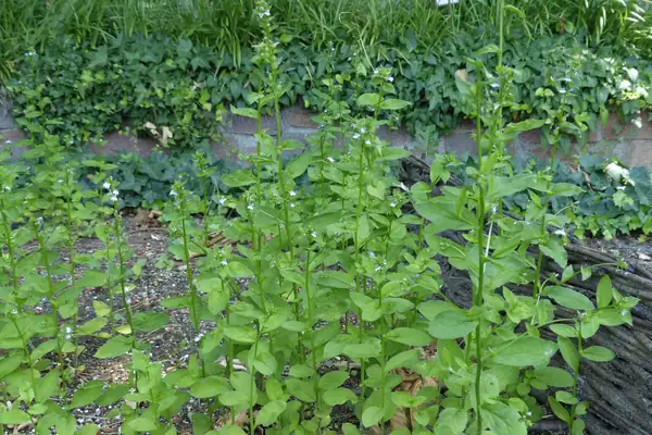 Devanala benefits