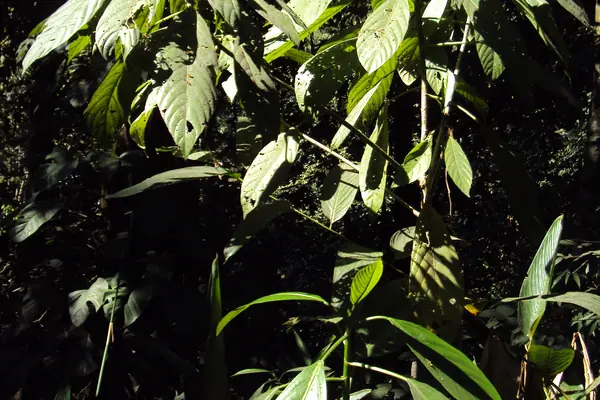 Devil Nettle benefits