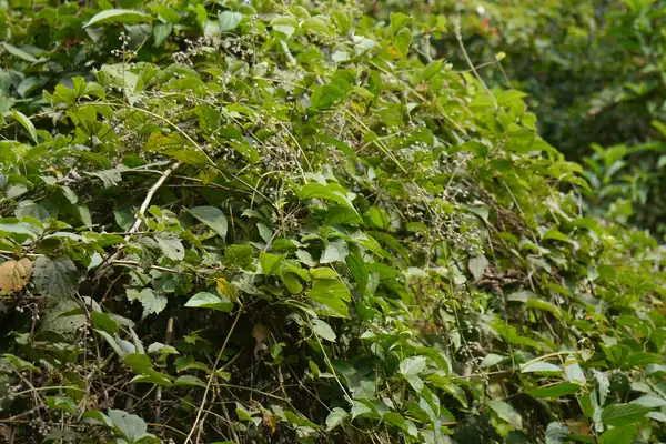 Dhanavalli benefits
