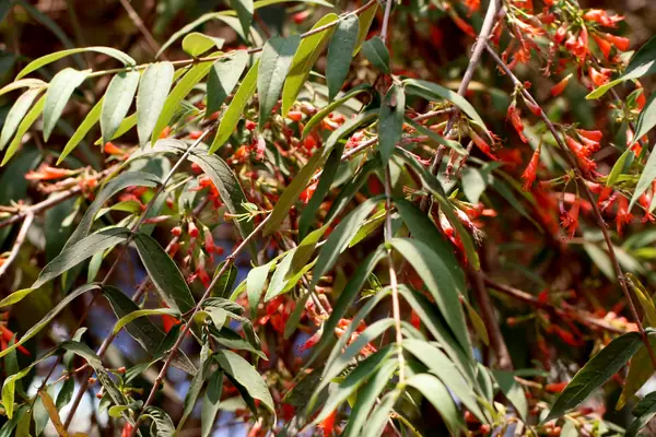 Dhataki benefits