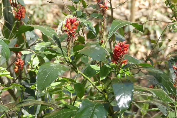 Dieng-soh kajut benefits