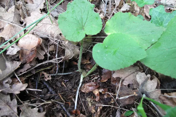 Doronicum pardalianches benefits