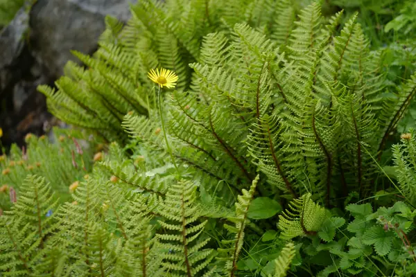 Doronicum roylei benefits