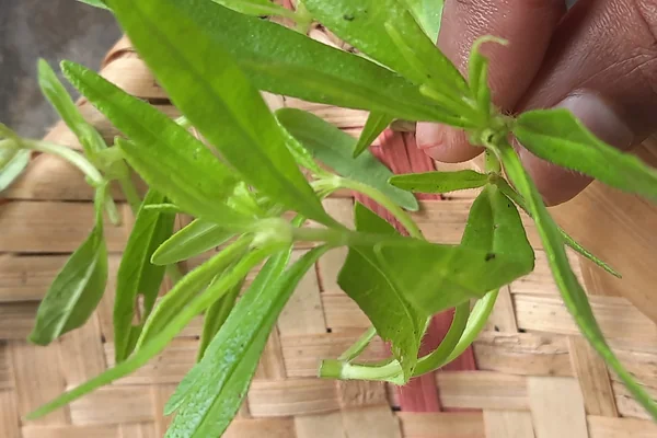 Dronpushpi benefits