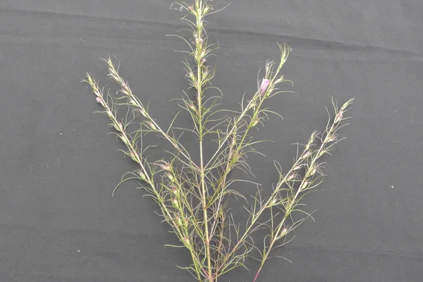 Dudhaali benefits