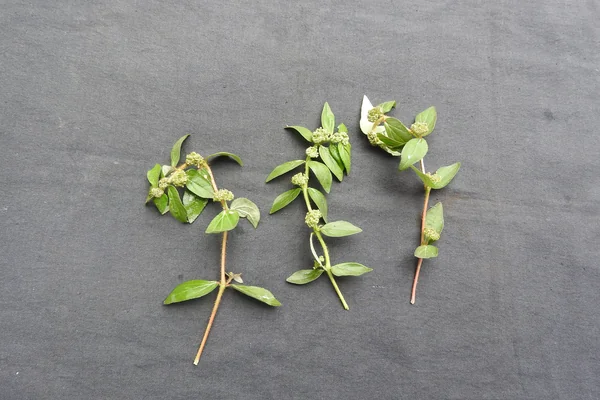 Dudhi benefits
