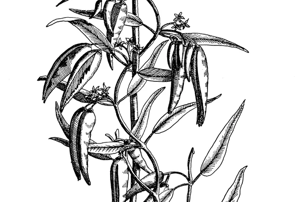 Dugdhikaa (Oxystelma) benefits