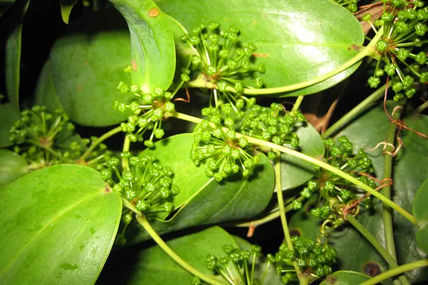 Dweepaantara-Vachaa benefits