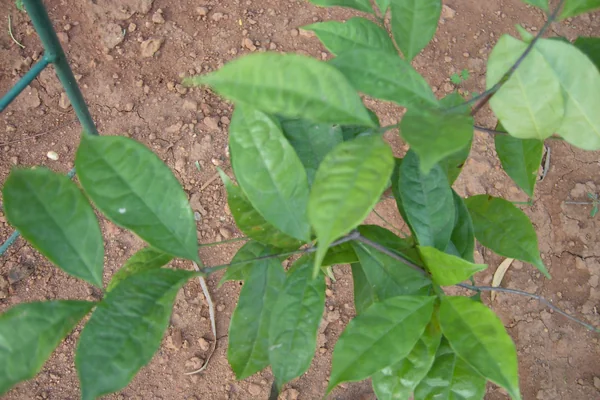 Ekanyakam benefits