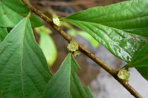 Ekaviraa benefits