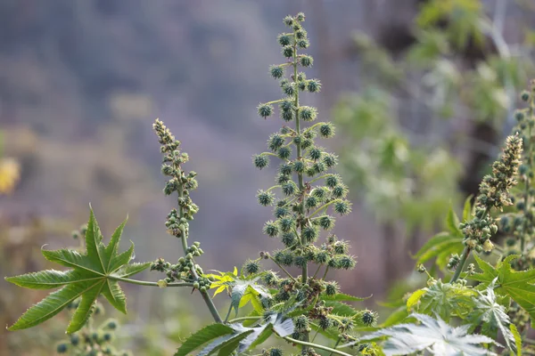 Eranda benefits