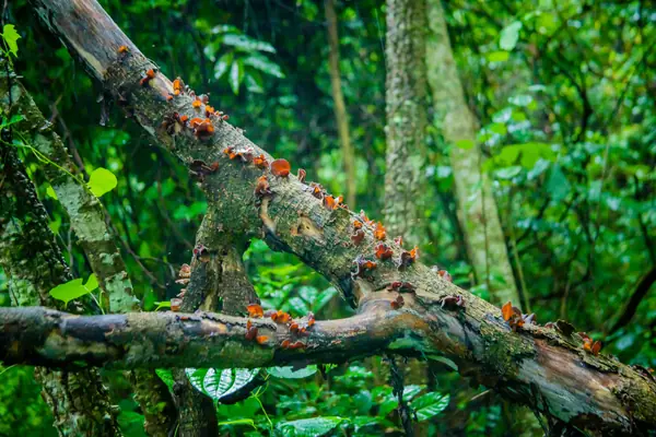 European Ash benefits