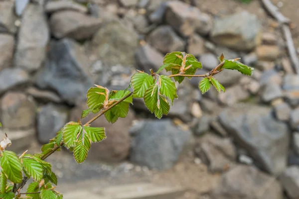 European Beech benefits