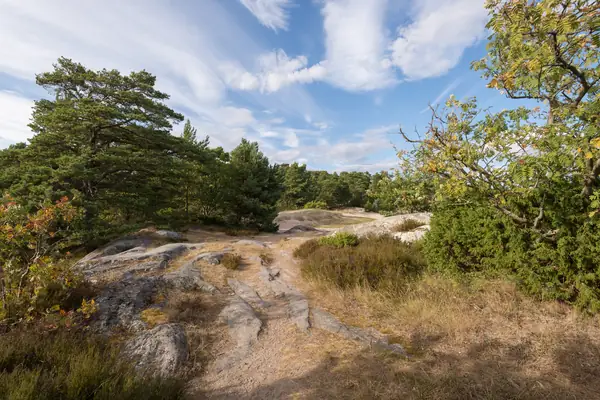 European Mountain Ash benefits