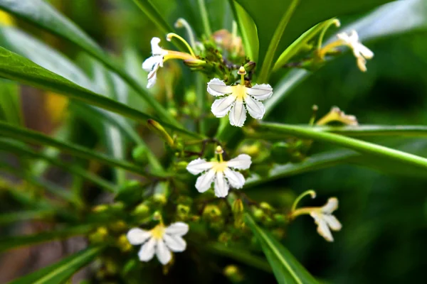 Fan Flower benefits