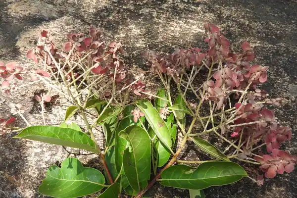 Flowering Murdah benefits