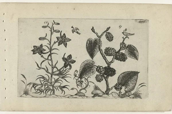 Forking Larkspur benefits