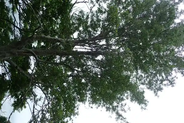 Fraxinus griffithii benefits