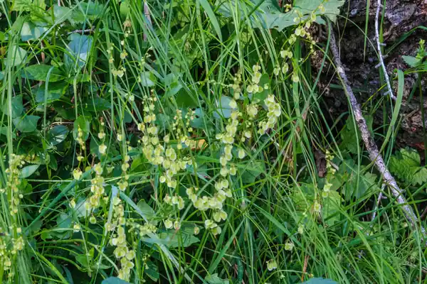 French Sorrel benefits