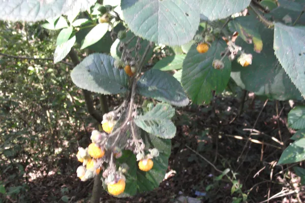 Gach Strawberry benefits