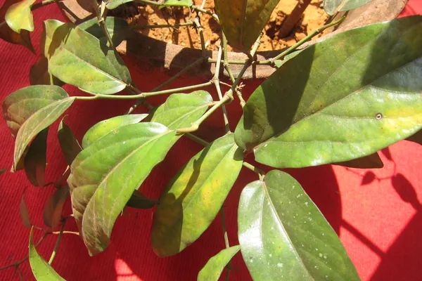 Gajakrishna benefits