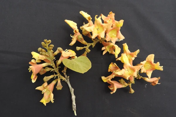 Gambhari benefits