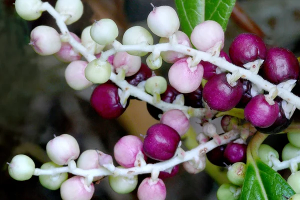 Gandhapuura benefits