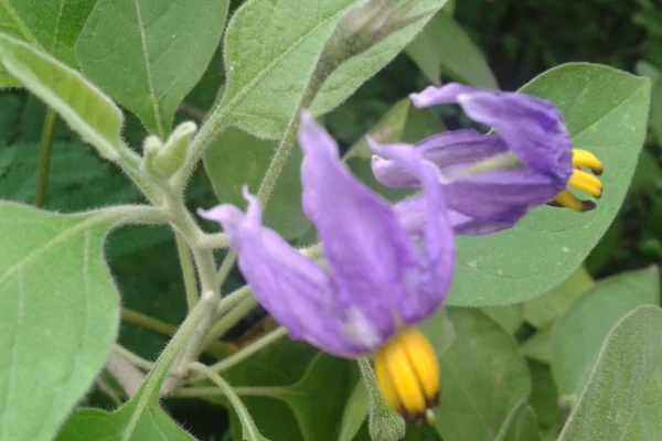 Gandira benefits