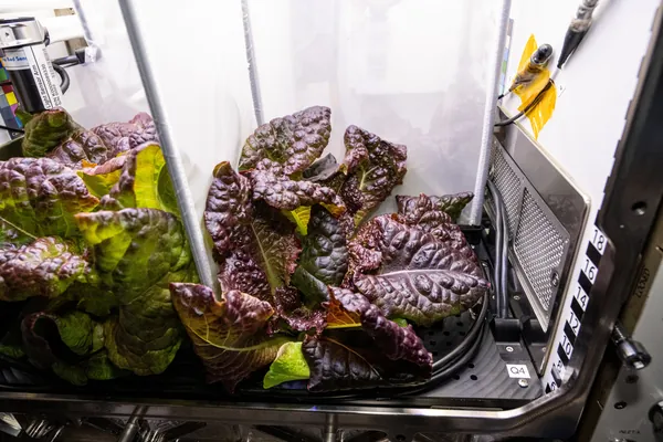 Garden Lettuce benefits