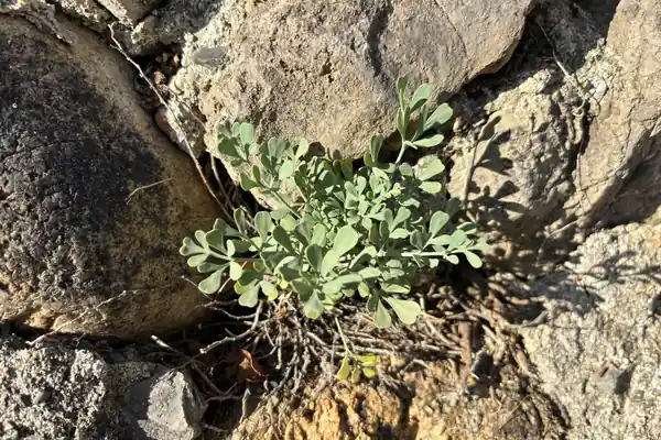 Garden Rue benefits