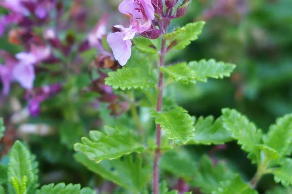 Germander benefits