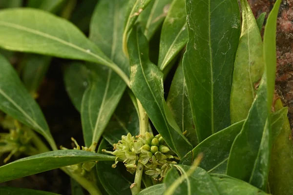 Geru benefits