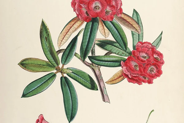 Giantblood Rhododendron benefits
