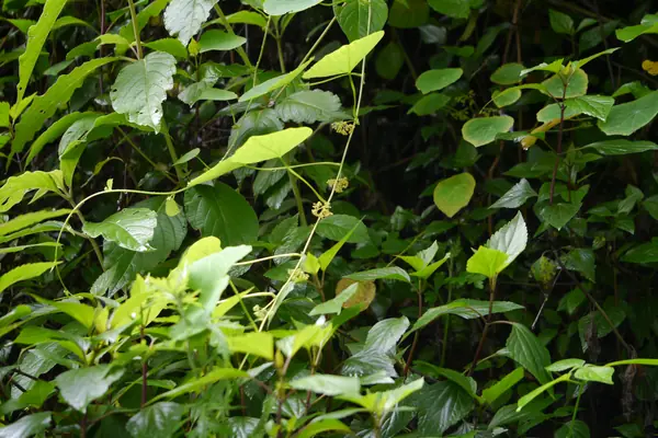 Gidaangu benefits