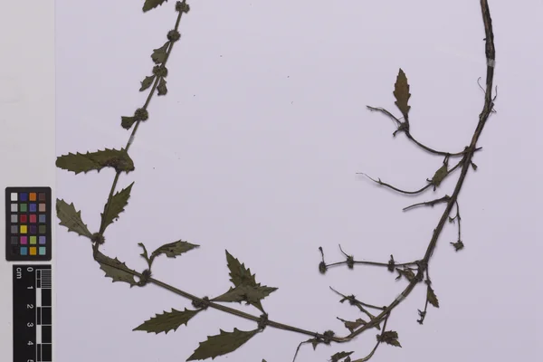 Gipsywort benefits