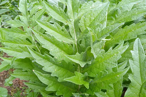 Globe Artichoke benefits