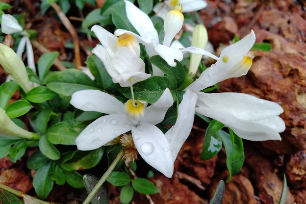 Goanese Ipecacuanha benefits
