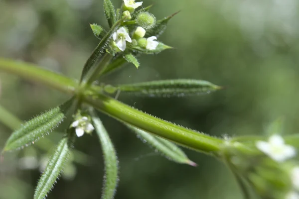 Goosegrass benefits