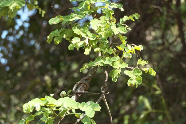 Gorakhi benefits