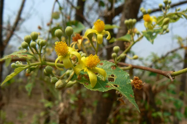 Grewia asiatica benefits