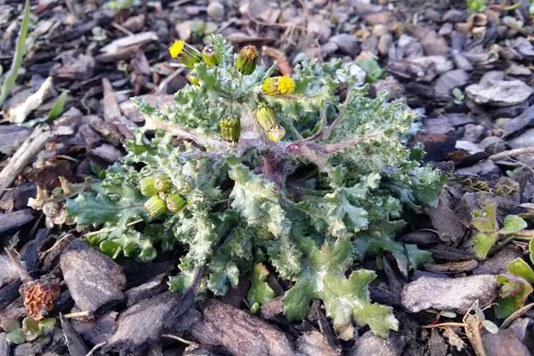 Groundsel benefits