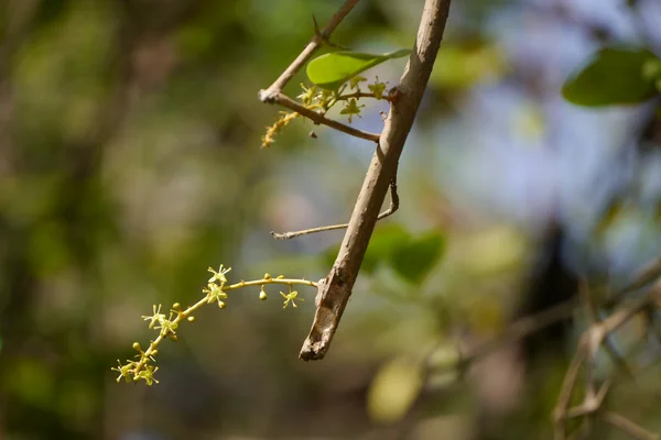 Guduuchi benefits
