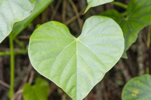 Guduuchi benefits