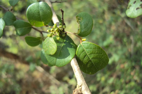 Guggul benefits